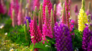 Field flowers purple yellow green - a field of flowers free wallpaper for desktop