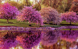Lake trees flowers boat reflection - the background and a boat free wallpaper