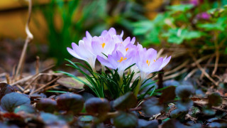 Purple flowers forest floor leaves - a yellow building free wallpaper