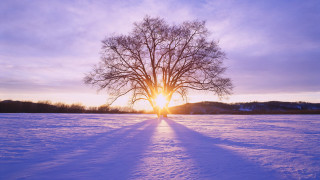 Tree snowy field sunset clouds - radiant light free wallpaper for desktop