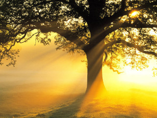 Tree sunshine leaves branches background - the leaf free wallpaper