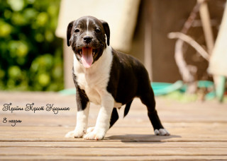 Puppy blackwhite standing openmouth tongue - puppy free wallpaper