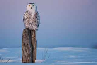 Snowy owl wooden post snow - dusk time free wallpaper