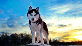 Husky dog rock snow sunset 2 - a rock in the snow free wallpaper