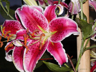 Flower water droplets macro plant - anne rigney free wallpaper