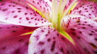 Pink flower black spots yellow - a green center free wallpaper for desktop