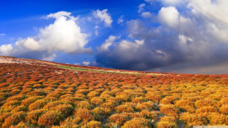 Yellow flowers cloudy sky hill - a hill in the background free wallpaper