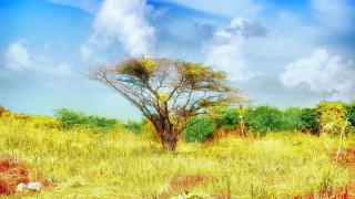 Tree field grass sky background - afewerk tekle free wallpaper for desktop