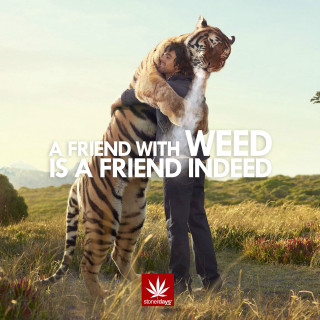 Man hugging tiger field quote - free cats wallpaper for tablet