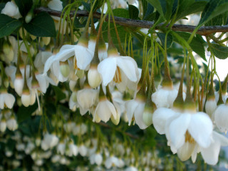 White flowers bird branch garden - domirinic fegallia free wallpaper