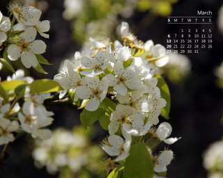Calendar white flowers bee top - a calendar free wallpaper