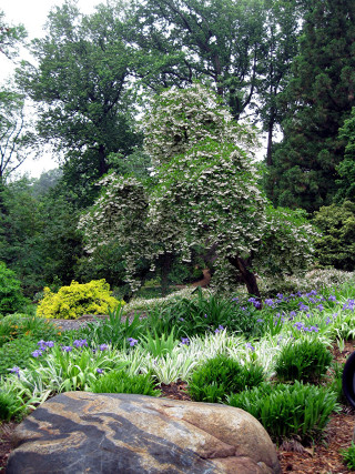 Rock garden tree flowers clock - free spring wallpaper for mobile