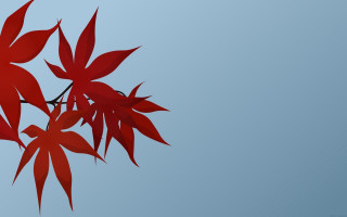 Red tree branch leaves blue - a small bird free wallpaper