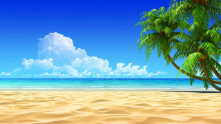 Palm tree beach sky clouds - a sandy beach free wallpaper