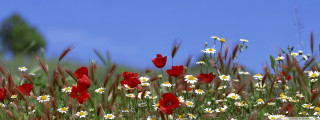 Wildflowers daisies blue sky field - a few cloud free wallpaper for desktop