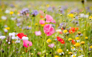 Field of flowers green grass - green grass free wallpaper for desktop