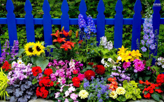 Blue fence colorful flowers garden - a garden area free wallpaper