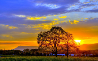 Tree field sunset clouds sky 2 - a tree in a field free wallpaper