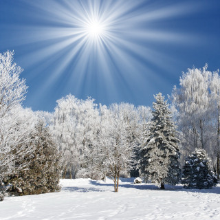 Sunny winter day snow covered - free winter wallpaper for tablet