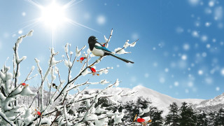 Bird tree snow mountain background - a tree branch in the snow free wallpaper