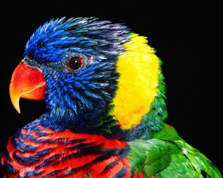 Colorful bird serious black background - its face and head free wallpaper