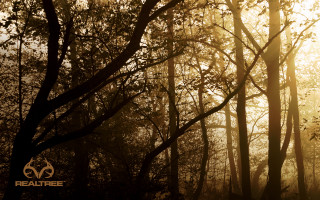 Forest sunlight trees leaves branches - volumetric light free wallpaper for desktop