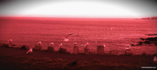 Flock birds flying water beach - a flock of birds free wallpaper