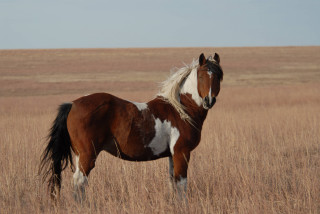 Horse field grass sky brown - a sky background in the background free wallpaper