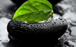 Green leaf black rock water - art green free wallpaper