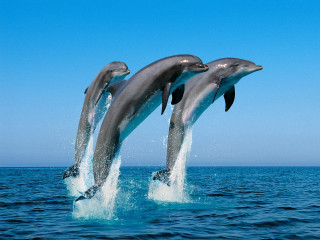 Dolphins jumping ocean blue sky 10 - two dolphin free wallpaper