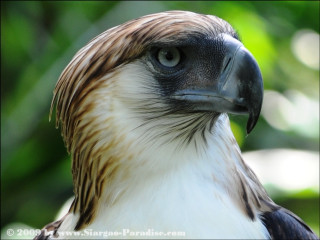 Bird prey closeup fullmoon blurred - prey free wallpaper for desktop