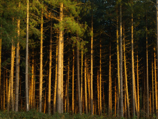 Forest tall trees bench foreground - a bench in the foreground free wallpaper