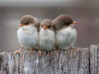 Three little birds sitting on 3 - free nature wallpaper for desktop