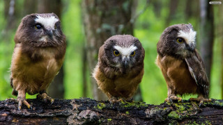 Three owls tree branch woods - bird free wallpaper for desktop