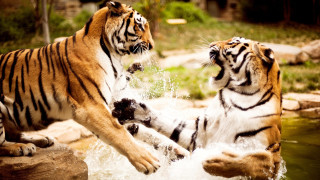 Tigers playing water enclosure zoo - the zoo free wallpaper for desktop