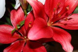 Red flowers water droplets green 3 - anne rigney free wallpaper for desktop