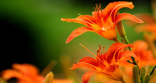 Flower blurry background macro autumn 2 - anne rigney free wallpaper for desktop
