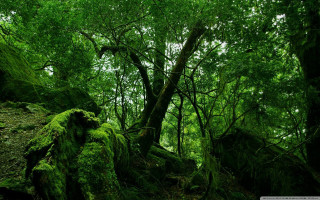 Lush green forest trees mossy - the ground and a path free wallpaper