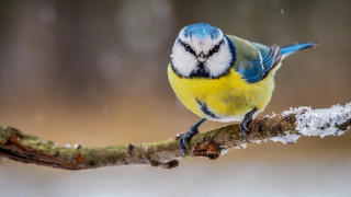 Blue yellow bird branch snow - free bird wallpaper