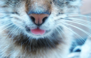 Cat tongue out closeup macro - closeup free wallpaper