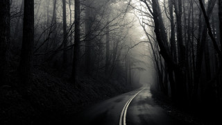 Road forest fog trees line - fog free wallpaper for desktop
