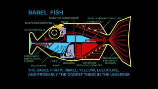 Labeled fish body parts description - correct free wallpaper