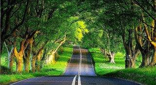 Road trees grass scenery nature 2 - both side of the road free wallpaper