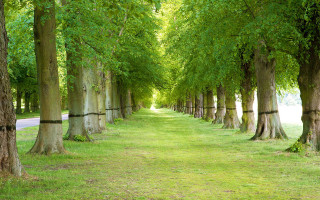 Trees road park paved area - area free wallpaper