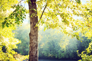 Tree bench forest river sunlight - the leaf free wallpaper for desktop