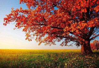 Tree red leaves field blue - arthur quartley free wallpaper