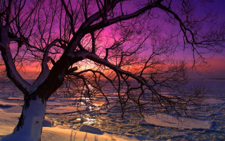 Tree snow purple sky sunset - a pink sky free wallpaper