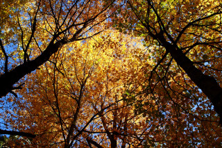 Tree yellow leaves sky background - yellow leaf free wallpaper