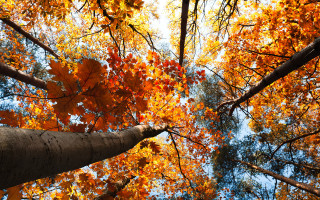Autumn tree top leaves sky - the top of the trees free wallpaper