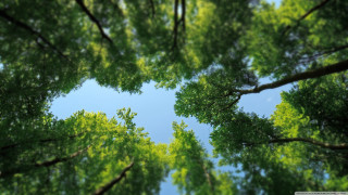 Sky trees ground view looking - a view of the sky free wallpaper